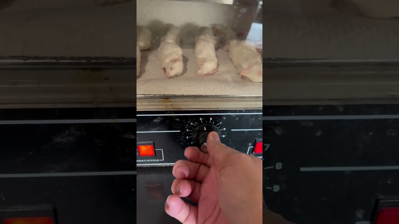 How I thaw and warm frozen rodents for my ball pythons.