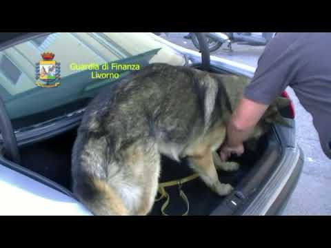 GDF LIVORNO: ARRESTI PER SPACCIO DI DROGA NEL CENTRO CITTADINO.