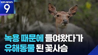 ‘밤비’ 같던 꽃사슴…“이젠 유해동물” [9시 뉴스] / KBS 2026.06.01.