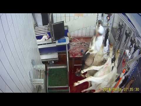 download lagu mp3 mp4 Abattoir Du Boischaut, download lagu Abattoir Du Boischaut gratis, unduh video klip Abattoir Du Boischaut