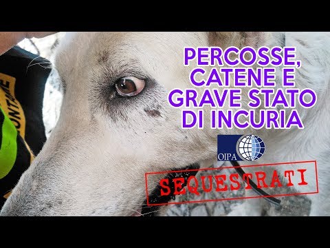 PERCOSSE, CATENE E GRAVE STATO DI INCURIA: LIBERATI 6 CANI