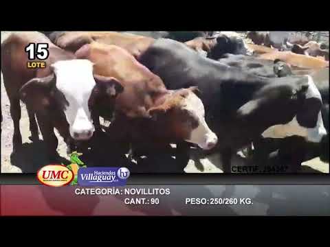 Lote 90 Novillitos en Calchaquí, Santa Fe