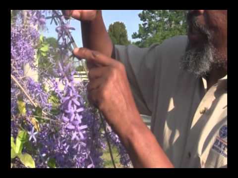 download lagu mp3 mp4 Petrea Volubilis, download lagu Petrea Volubilis gratis, unduh video klip Petrea Volubilis