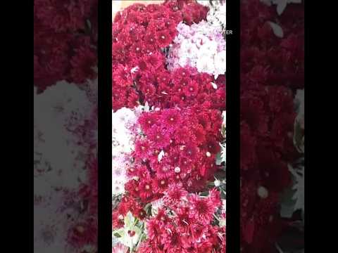 flowers for stage decoration #trendyshorts #decoration #marriage