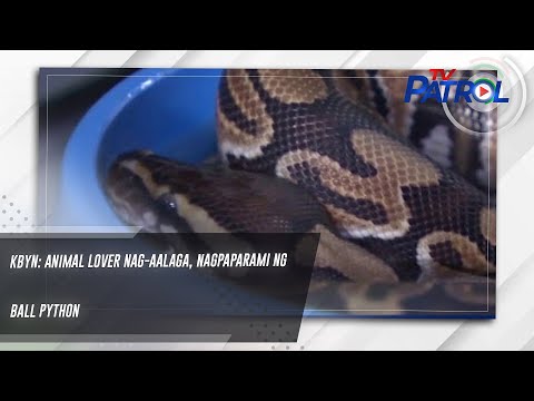 KBYN: Animal lover nag-aalaga, nagpaparami ng ball python