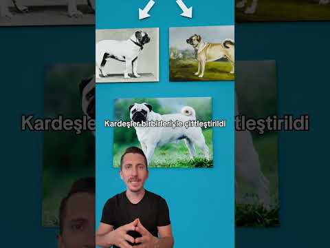 Pug Cinsi Köpekleri Nasıl Mahvettik 🐶😢