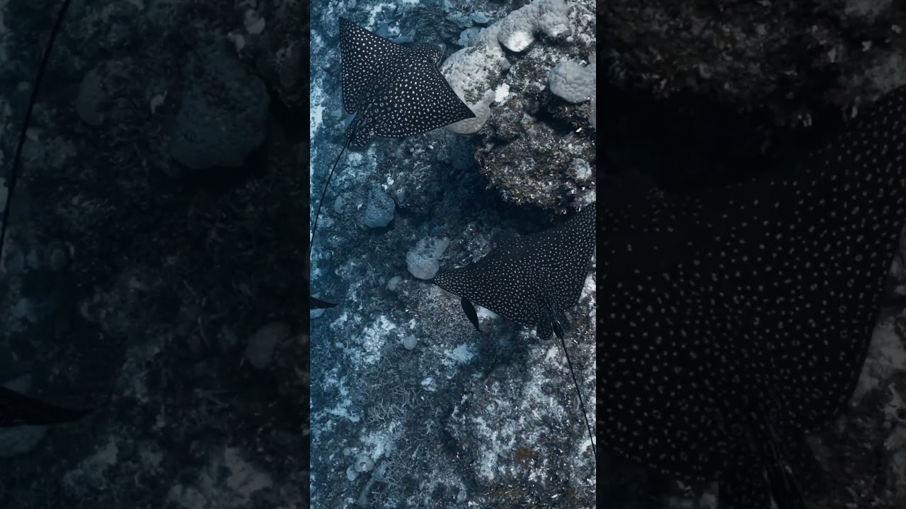 Ocellated Eagle Rays of the Marshall Islands