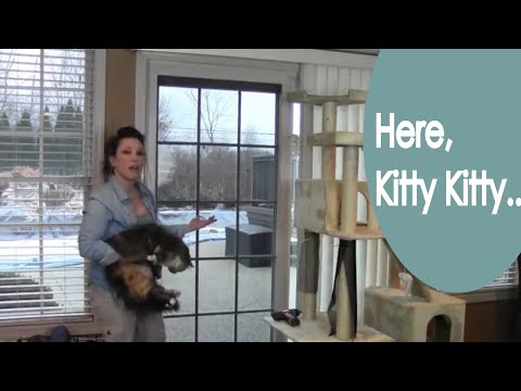 Review of Phifer Pet Screen Fabric (kitty tested) - Renee Romeo