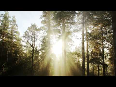 Patrick Ravage - Melodic Transcendence #080 - Progressive House | Melodic Techno | Deep House