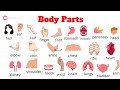 Body Parts Vocabulary English Practice