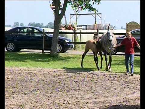 Hengstfohlen von Mylord Carthago - Carinjo - Calido I - Fasolt