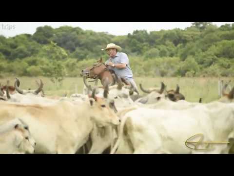 RECORDANDO MIS VIVENCIAS - Villamil Torres "El Azulejo del Llano"