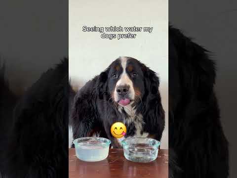 ARE YOU KIDDING ME JACK?! 👹😭#rescuedog #bernesemountaindog #belgianmalinois