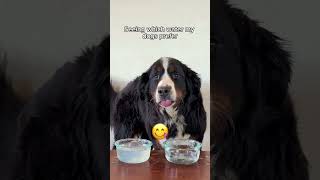 ARE YOU KIDDING ME JACK?! 👹😭#rescuedog #bernesemountaindog #belgianmalinois