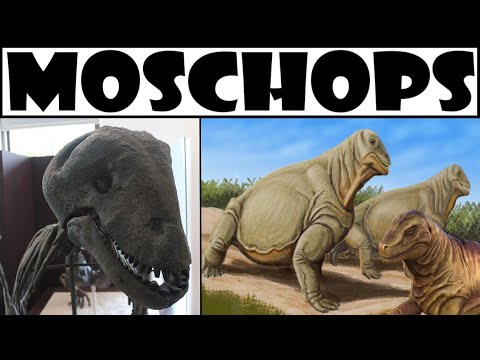 Moschops Bemutatás - Magyarul