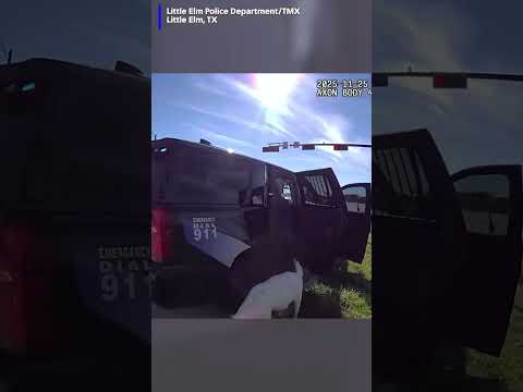 Police try wrangling stray goat