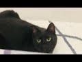 Did You Hear About The New Restaurant Called Karma Funny Cats Funny Jokes