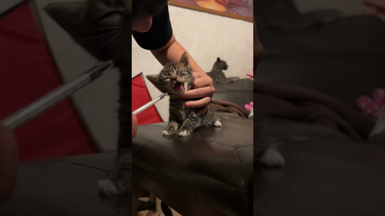 These 5 Newborn Kittens video