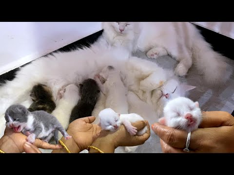 New Kittens ah🐈Old Kittens Amma Pola Pathuguranga 😍Kittens 6th 7th 8th Days