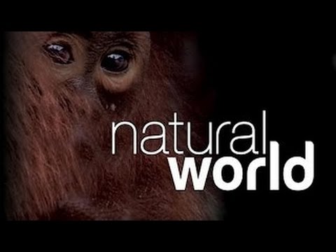 Natural World S19 E04 The Tigers' Fortress