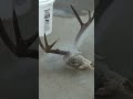 DIY Euro Mount on a deer skull in under 10 seconds! #diy #project #art #buck #shorts #hunting
