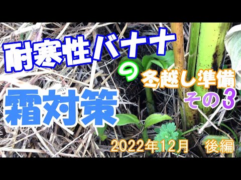 バナナの木を寒さに耐えて越冬させるための役立つヒントはありますか?  庭園