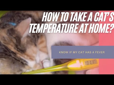 How to take a cat’s temperature at home?