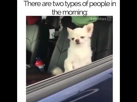 There Are Two Types Of People In The Morning.-Funny
