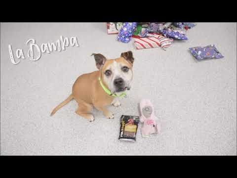 Dogs From Shelter Pick Out Their Own Christmas Presents - Part 2