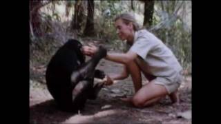 Jane Goodall utazása [angol]