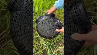 Download lagu New design eel trap, small size, easy to carry outdoor, high catch efficiency mp3