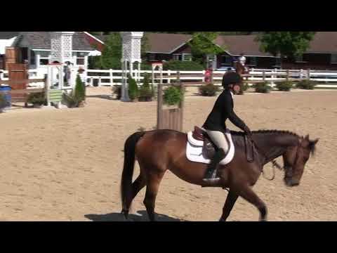 Video of FRELUCHE DE MUZE ridden by MOIRA BURNHAM from ShowNet!