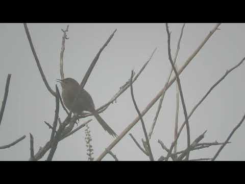 Canastero quebradeño (Asthenes heterura), Santa Ana, Jujuy