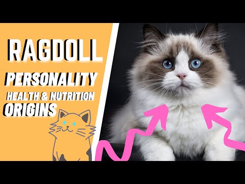 The Ragdoll Cat 101 : Breed & Personality