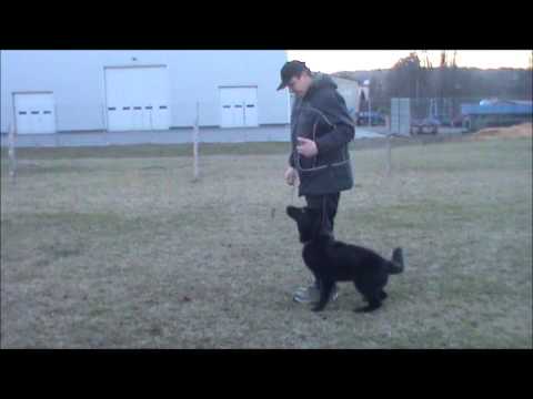 Gucci z Jukasu - obedience - 7,5 months