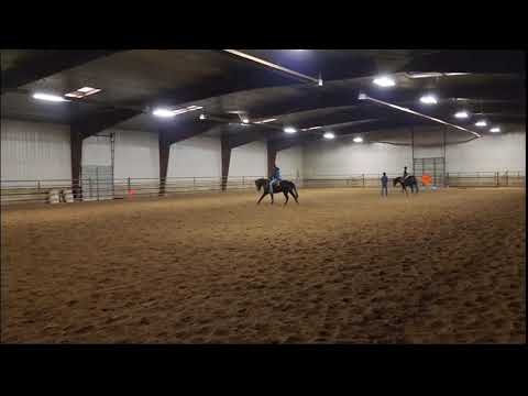 2 year old stallion by Walla Walla Whiz out of a money earning daughter of Wimpys Little Step.