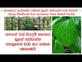 බුලත් අස්වැන්න වැඩි කරන සාර්ථක උපක්‍�