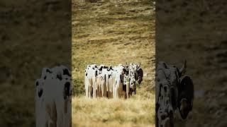 Download lagu Whose cow melted? mp3