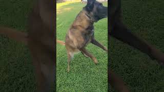Video preview image #1 Mutt Puppy For Sale in Stevens Point, WI, USA