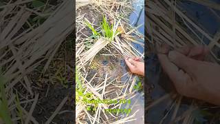 Download lagu dapat trek lubang cantik #mancing #hiburansegar mp3 Download lagu dapat trek lubang cantik #mancing #hiburansegar mp3