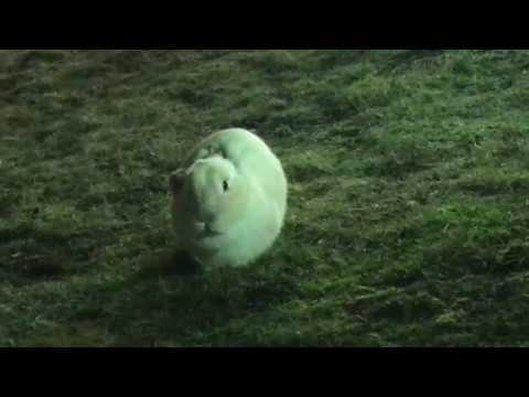 Reisende aufgepasst! Auf Rastplatz der A7 haust ein Autobahnkaninchen