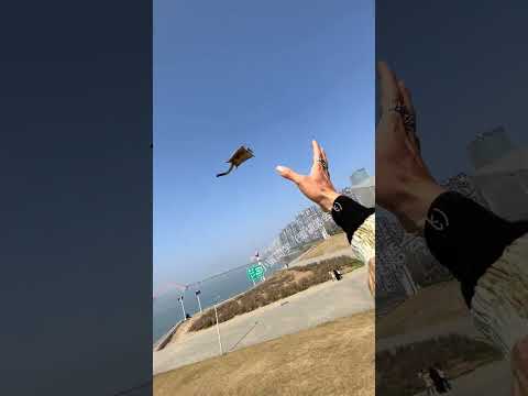 The Sugar Glider's Takeoff Route Deviated #cute #sugerglider #sugargliderstories