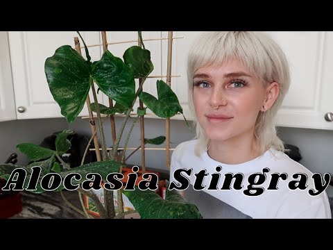All About My Alocasia Stingray + How I Care For It