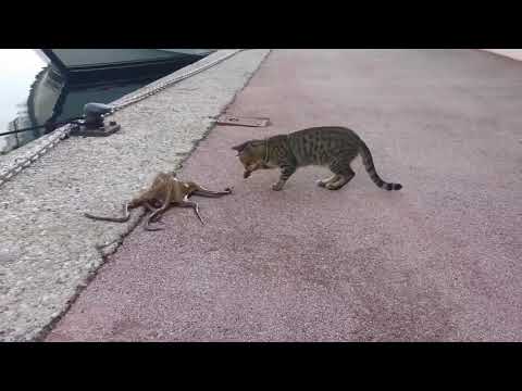 YouTube video about: Does raw squid paralyze cats?
