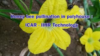 Honey Bees Pollination in Polyhouse (English)