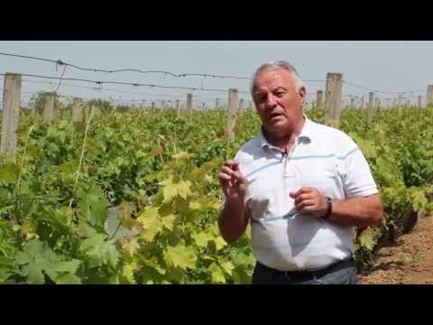 Suzbijanje grožđanog moljca i saveti za prihranu hlorotične vinove loze