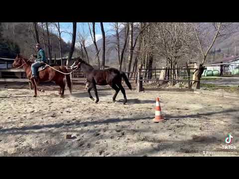 Primo approccio per il puledro