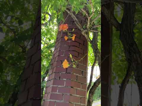 メキシコオレンジの木をどこに置く？それが十分に繁栄するのに最適な場所はどこですか？  庭園