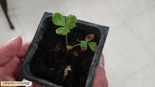 How to grow Strawberries from seeds - small sized plant with Led Light part 6  (Mars-hydro)