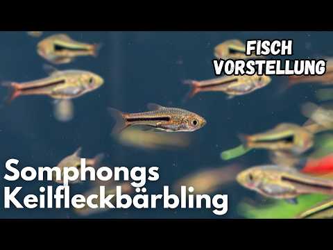 Somphong's Harlequin Rasbora - Trigonostigma somphongsi | Liquid Nature Fish Introduction